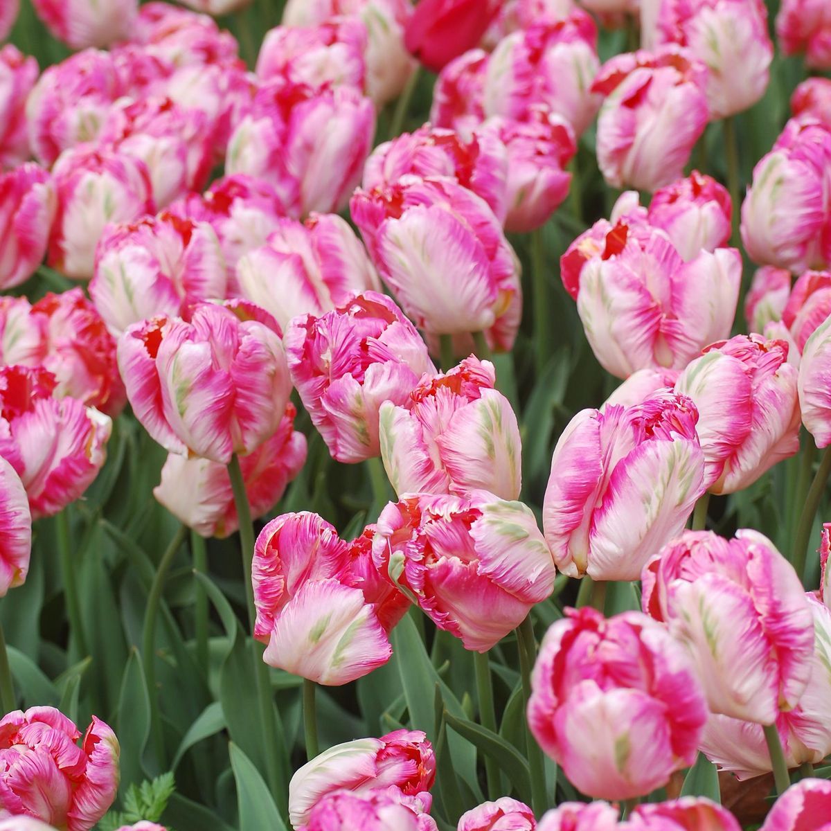 Tulipan Pink Vision -  6 løk