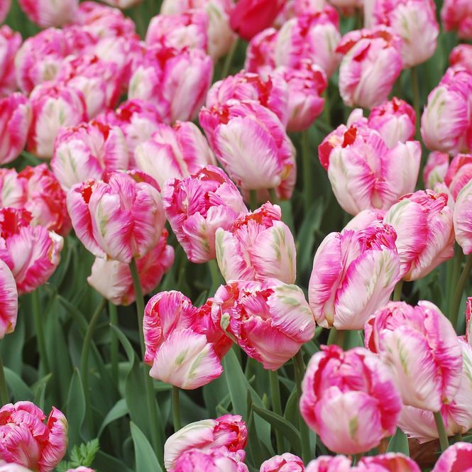 Hovedbilde Tulipan Pink Vision -  6 løk