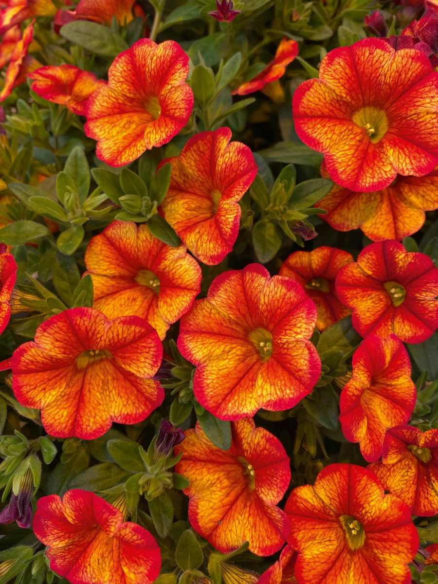 Calibrachoa Bakari orange. Mini-Petunia  1 plante i 10,5 cm potte