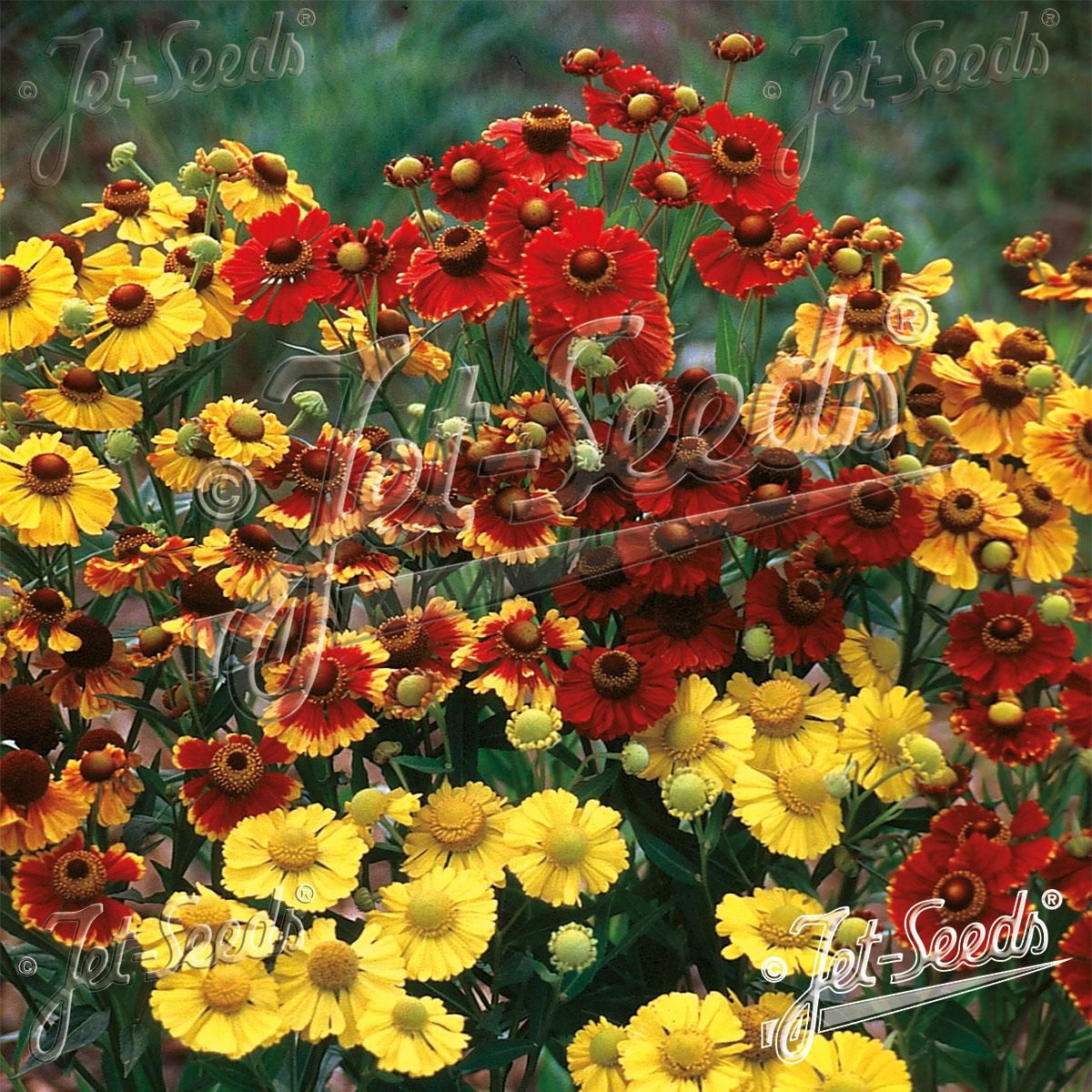 Helenium autumnale Rotgold-hybr. Mix -Frø- Solbrud
