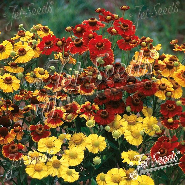 Hovedbilde Helenium autumnale Rotgold-hybr. Mix -Frø- ...