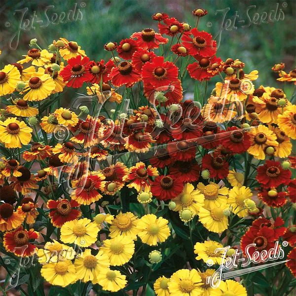 Hovedbilde Helenium autumnale Rotgold-hybr. Mix -Frø- ...