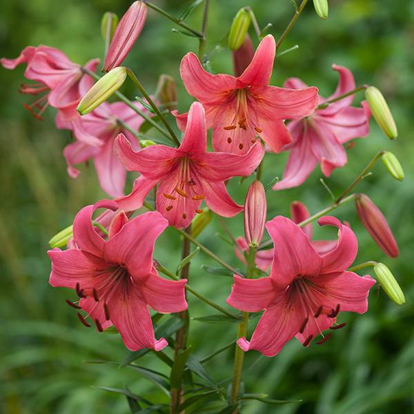 Bilde av Lilje Pink Flight - 3 liljeløk