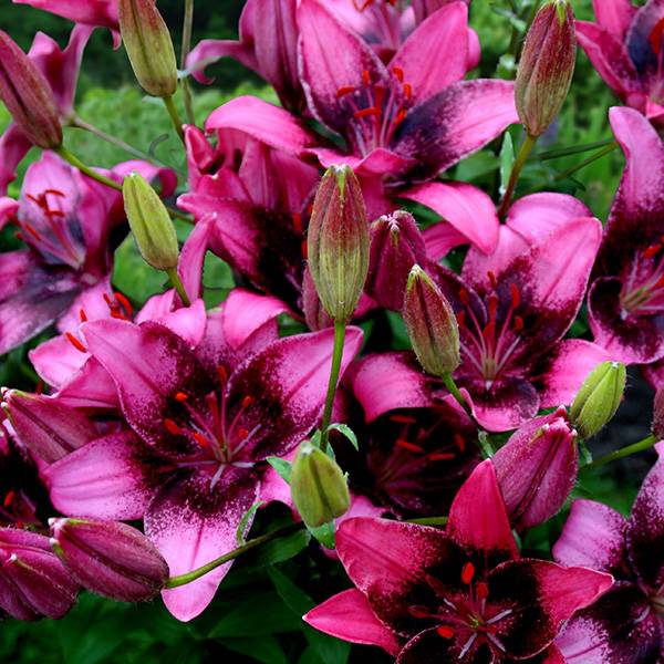 Bilde av Lilje Purple Dream - Asiatisk Bi-colour lilje - 3
