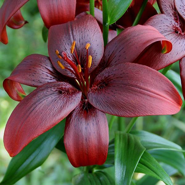 Bilde av Lilje Royal Kiss - 3 liljeløk