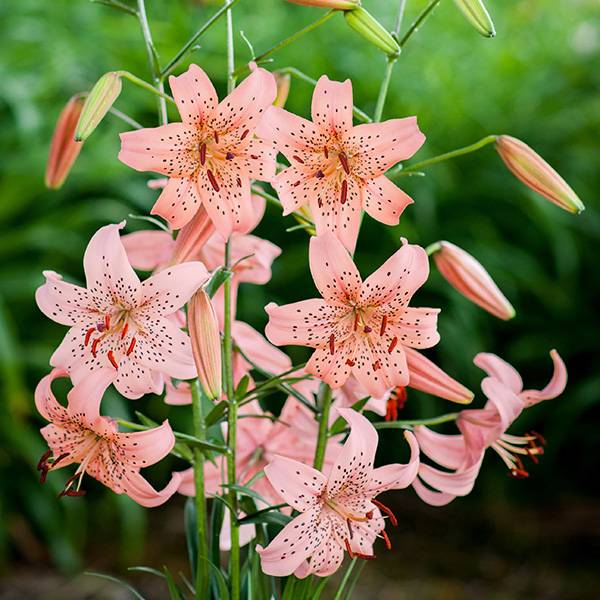 Bilde av Lilje Pink Giant - 3 liljeløk