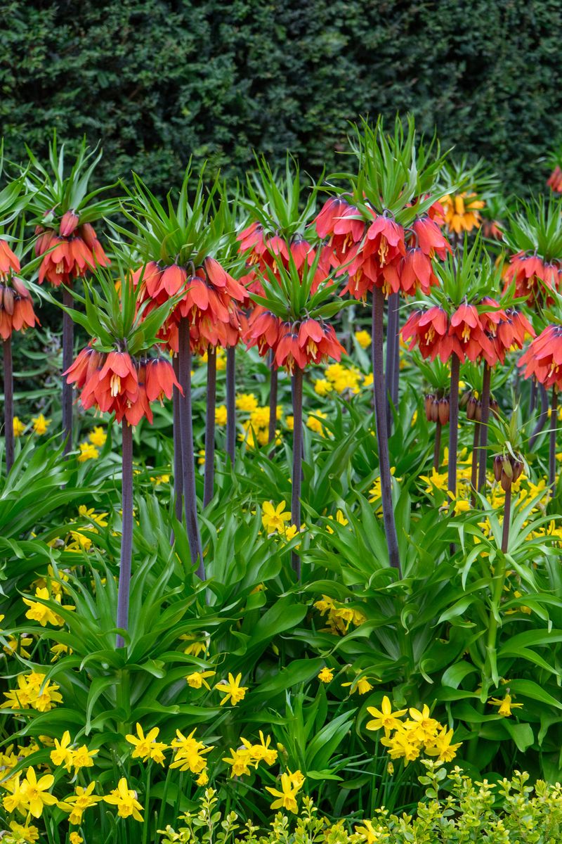 Fritillaria Red Beauty. Keiserkrone - 1 løk