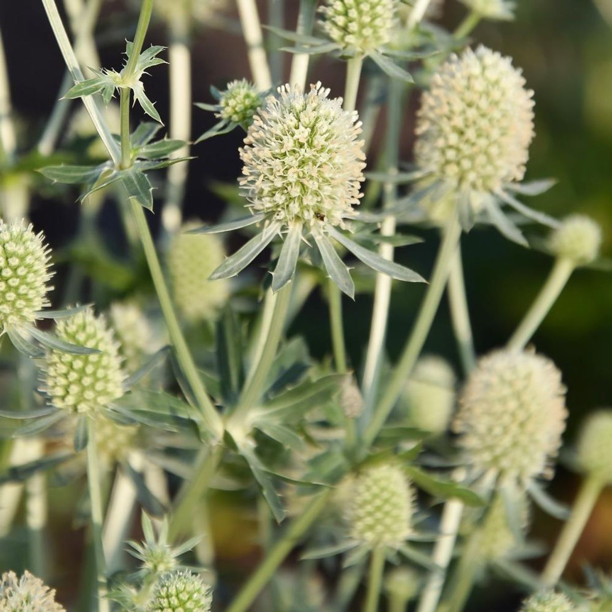 Eryngium Magical Silver. Hagestilke  1 rot