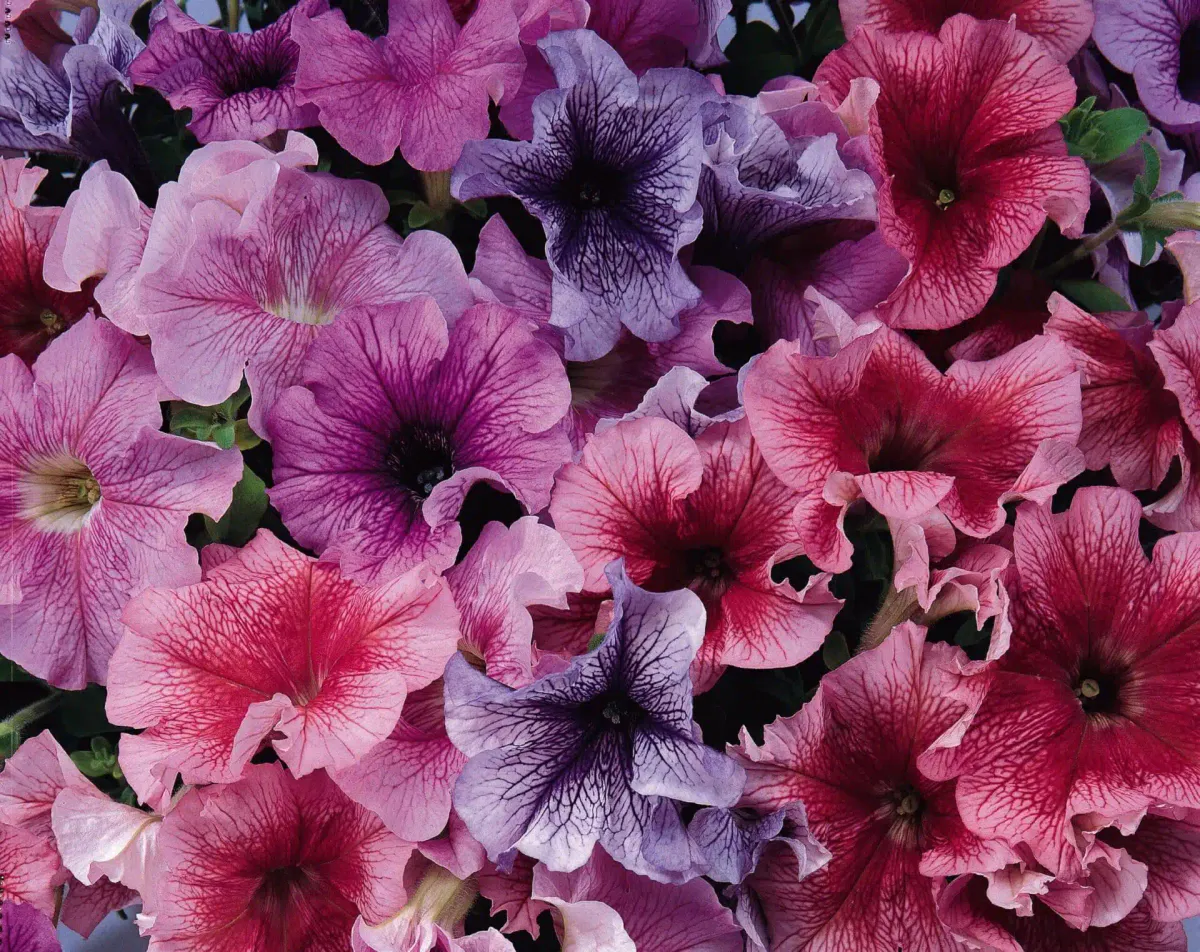 Petunia hybr. grandiflora Daddy mix -Frø-