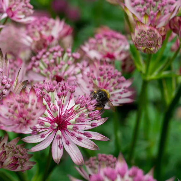 Hovedbilde Astrantia major Sparkling Stars Pink. ...