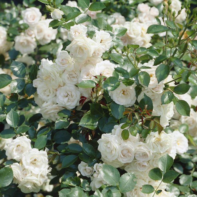 Hovedbilde Rose Aspirin. Klaserose / buskrose