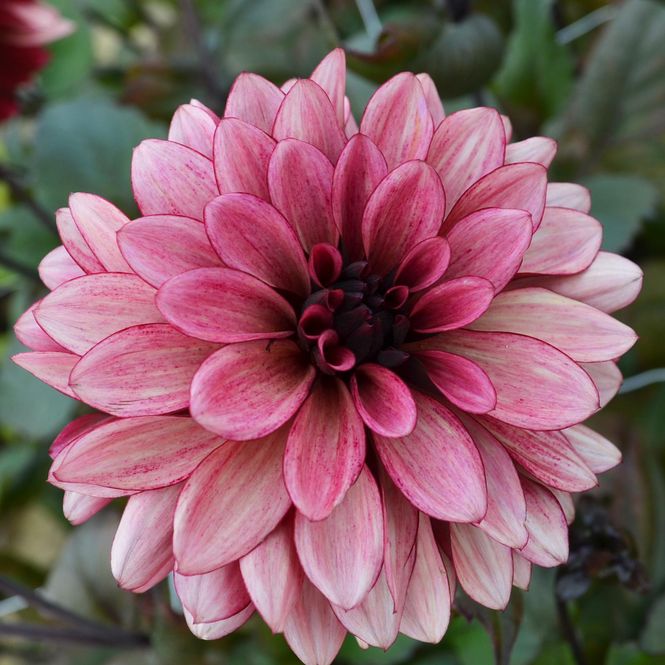 Hovedbilde Dahlia Night Silence - 1 knoll