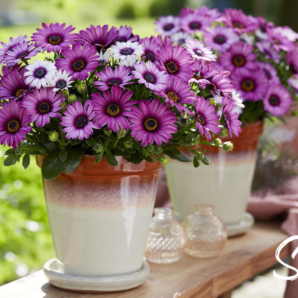 Osteospermum senorita Linda lilla/rosa. Afrikansk margeritt - 1 plante i 10,5 cm potte