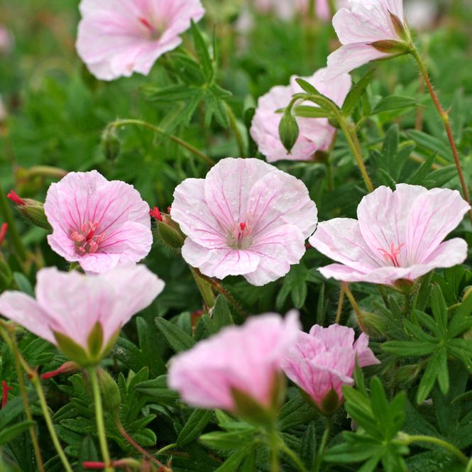Hovedbilde Geranium sanguineum var. striatum. Blodstorkenebb ...
