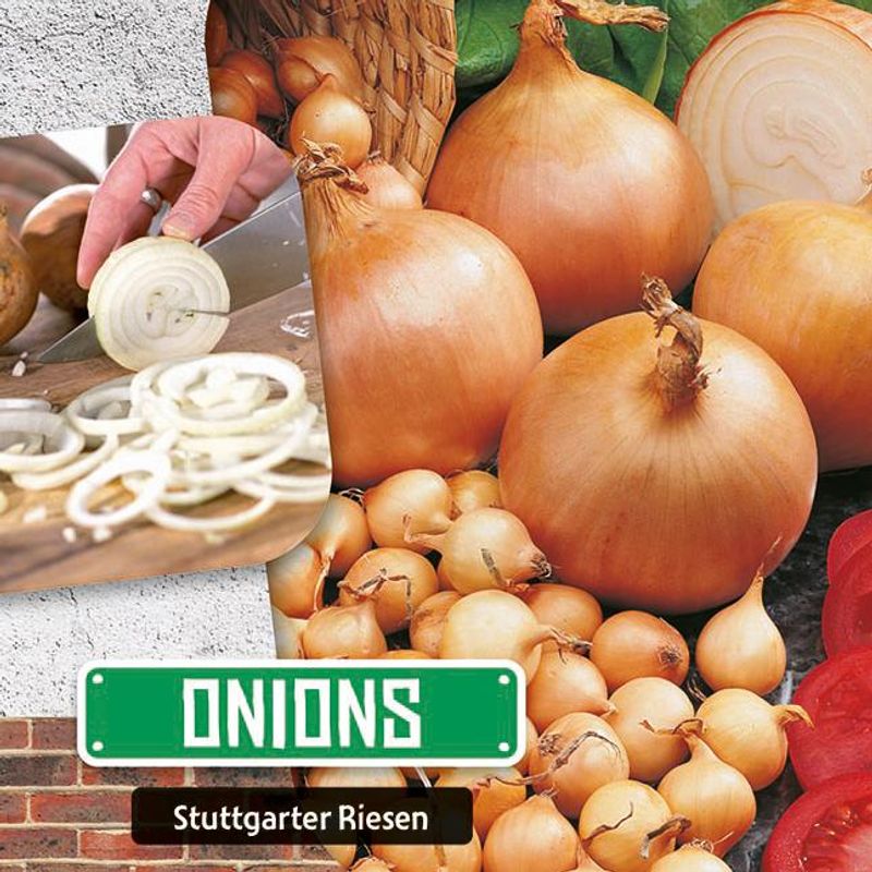 Løk Stuttgarter Riesen. Kepaløk