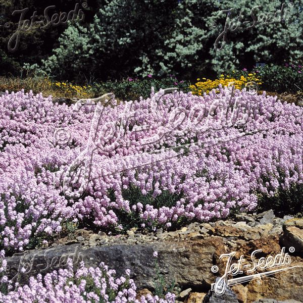 Hovedbilde Aethionema grandiflorum. Vokskorsblomst  - Frø -