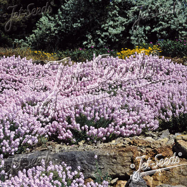 Hovedbilde Aethionema grandiflorum. Vokskorsblomst  - Frø -