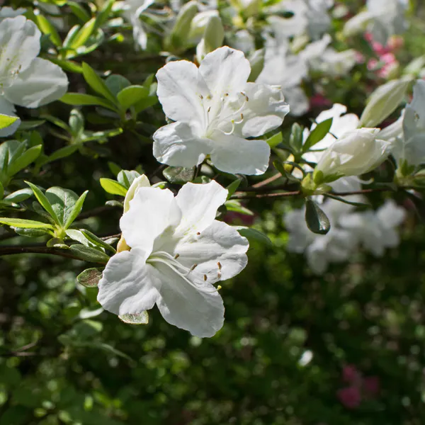 Hovedbilde Azalea rhododendron siimsii, hvite blomster. 1 ...