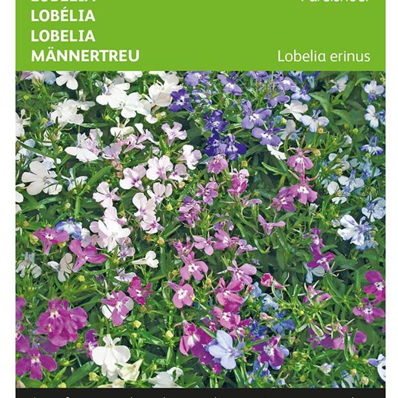 Lobelia String Of Pearls -Frø-