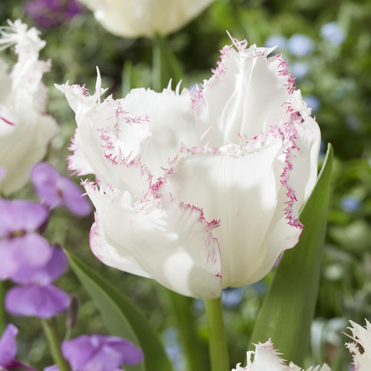 Tulipan Lady Smile  5 løk
