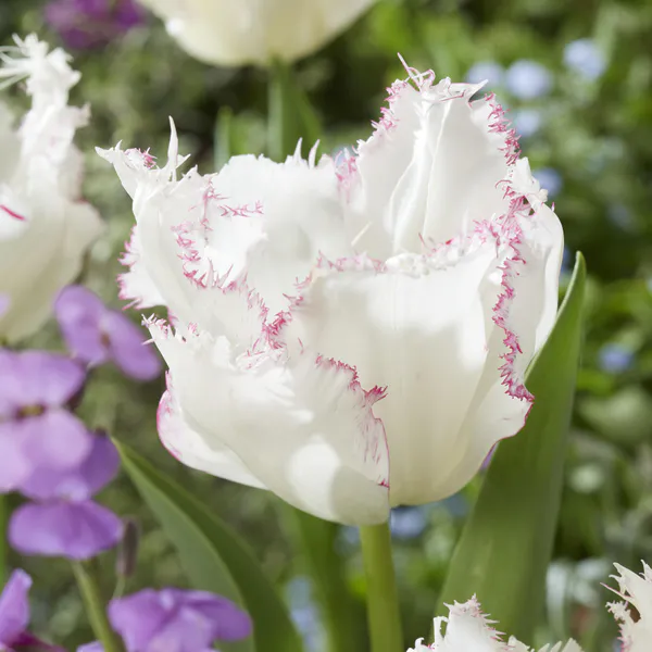 Hovedbilde Tulipan Lady Smile  5 løk