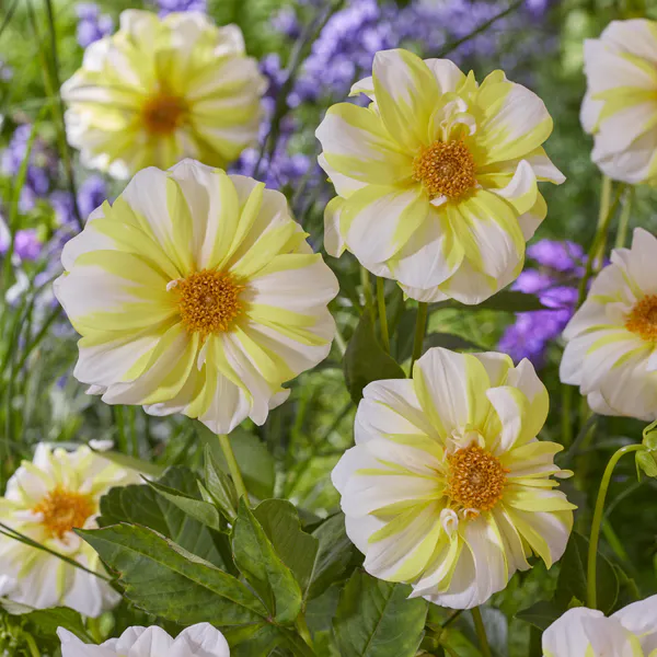 Hovedbilde Dahlia Fire and Ice Lemon - 1 knoll