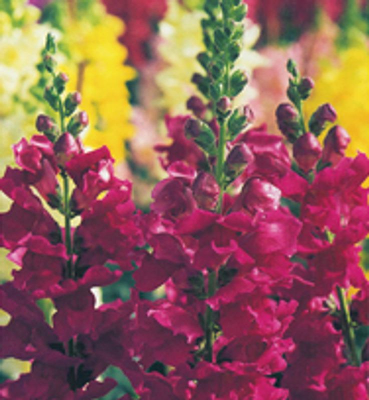Antirrhinum Twinny Violet - Frø - Løvemunn