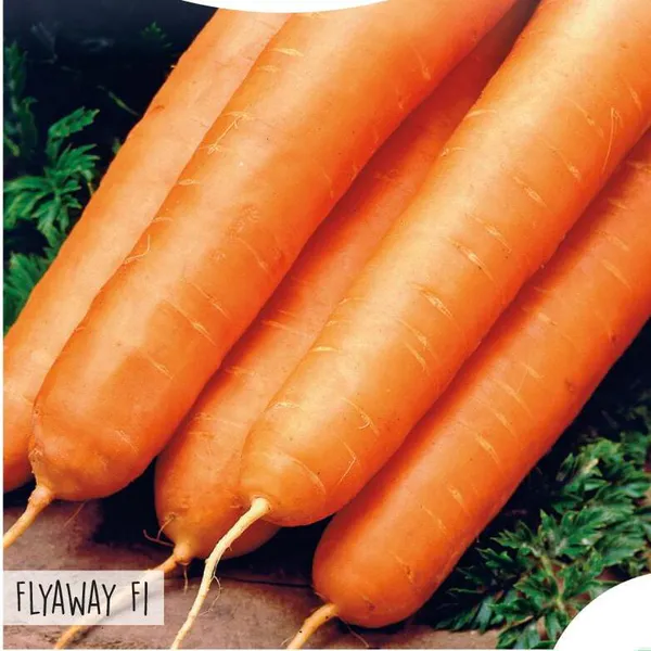 Hovedbilde Gulrot Flyaway F1 -Frø-