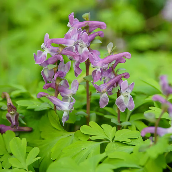 Hovedbilde Corydalis Solida. Lerkespore - Frø -