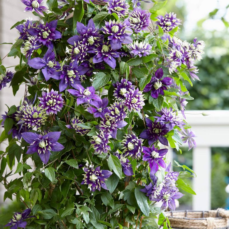 Clematis Taiga Special  Klematis - 1 plante i 9 cm potte