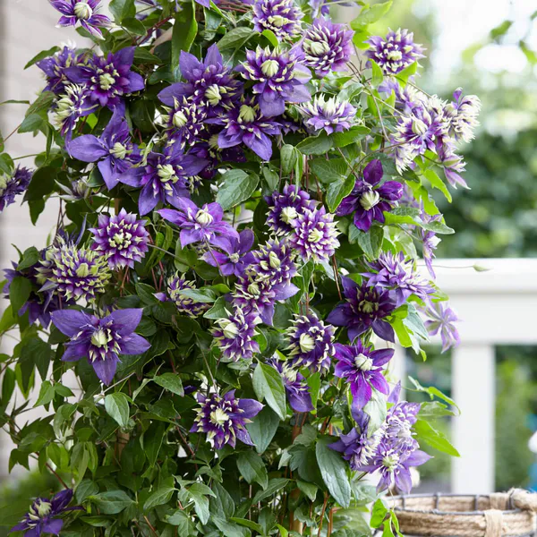 Hovedbilde Clematis Taiga Special  Klematis - 1 plante i 9 ...