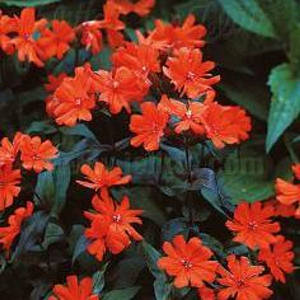 Lychnis x arkwrightii Arkwright's Catchfly. Stjernetjæreblom - F