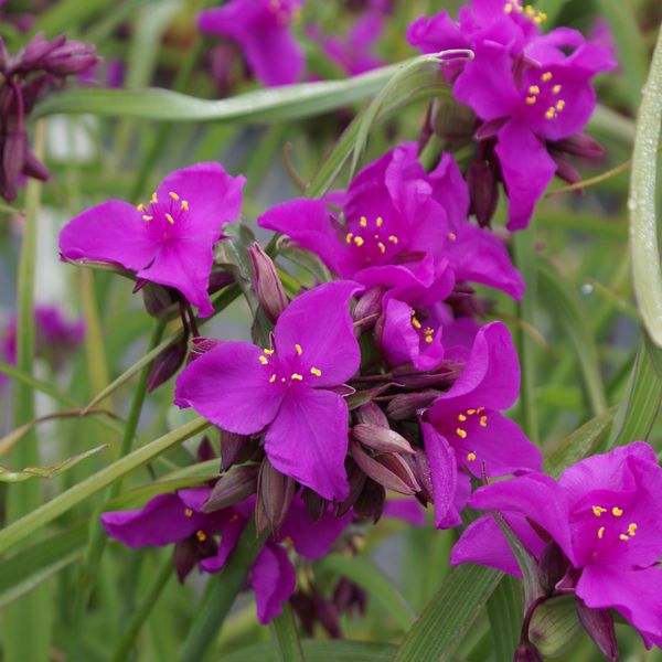 Hovedbilde Tradescantia andersoniana Red Grape. Husvandrer  ...