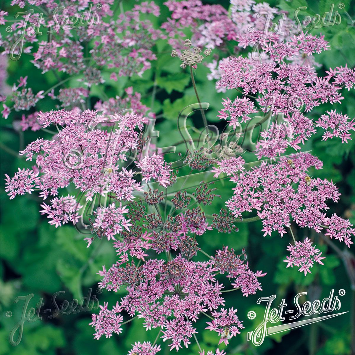 Heracleum sphondylium Pink Cloud. Kystbjørnekjeks - Frø -