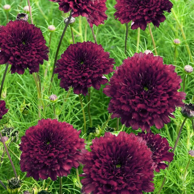 Hovedbilde Cosmos bipinnatus Double Click cranberries -Frø-