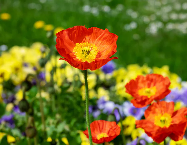 Hovedbilde Papaver nudicaule-hy. Champagne Bubbles F1 ...