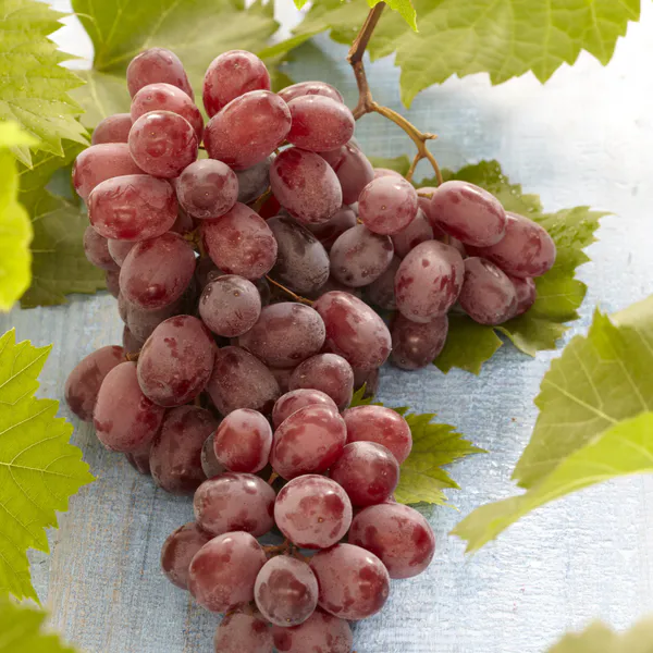 Hovedbilde Vindrue Vitis rood Pinot Gris - 1 plante i 10,5 ...