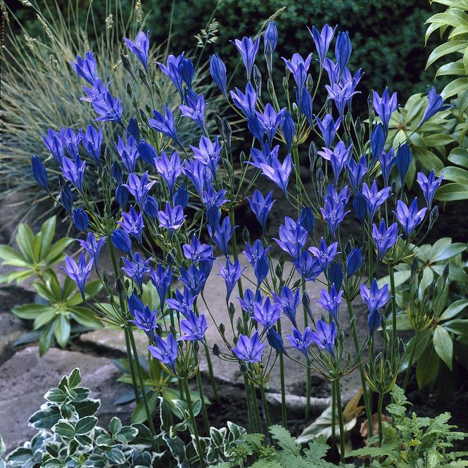 Hovedbilde Triteleia Queen Fabiola - 5 løk