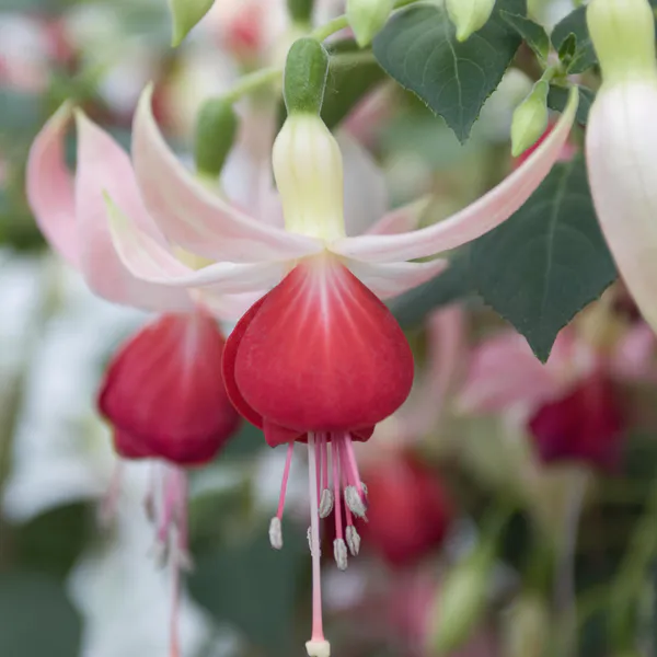 Hovedbilde Fuksia Celia Smedley i 9 cm potte.