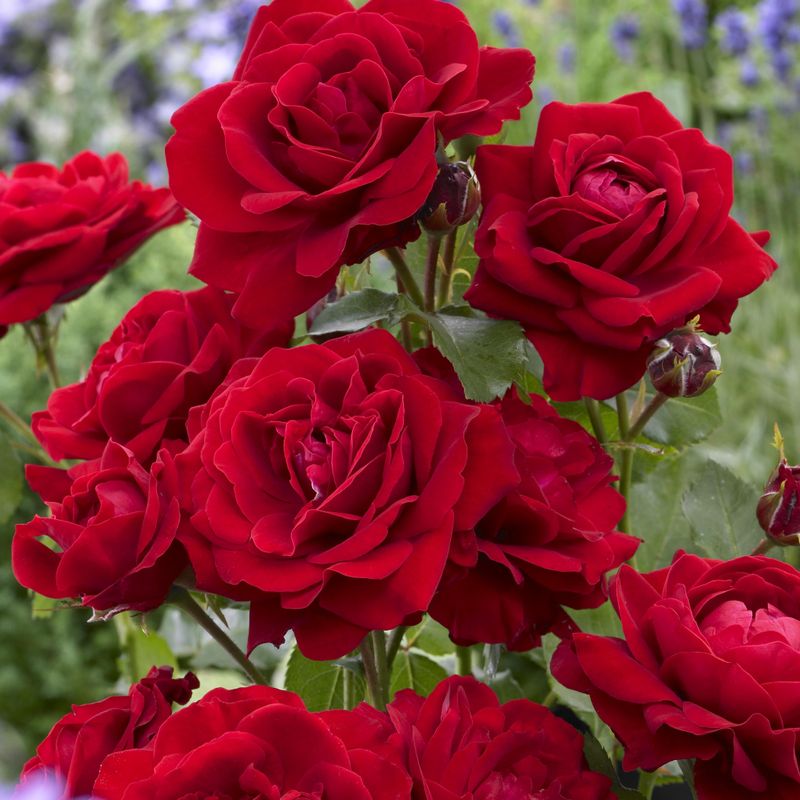Rose Nina Weibull. Klaserose