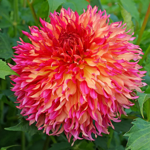 Hovedbilde Dahlia Myrtles Folly - 1 knoll 