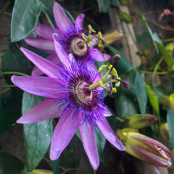 Bilde av PASSIFLORA Lavender Lady Pasjonsblomst - 1 plante