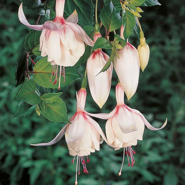 Bilde av FUKSIA Annabel - 1 plante