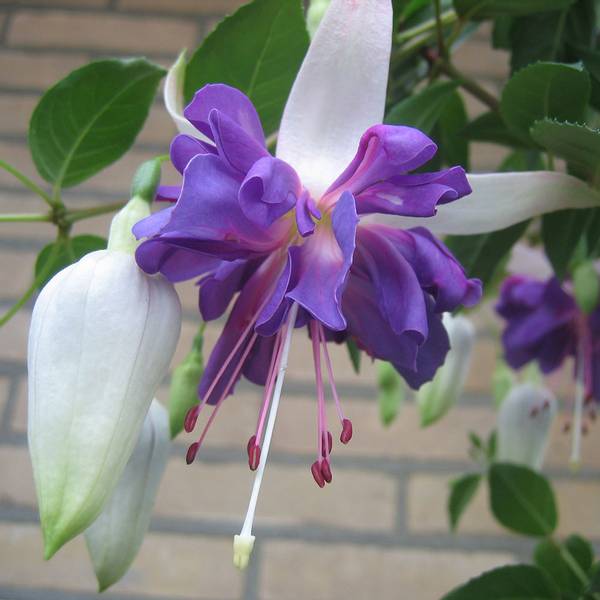 Bilde av FUKSIA Blue Angel. Bella-serien - 1 plante