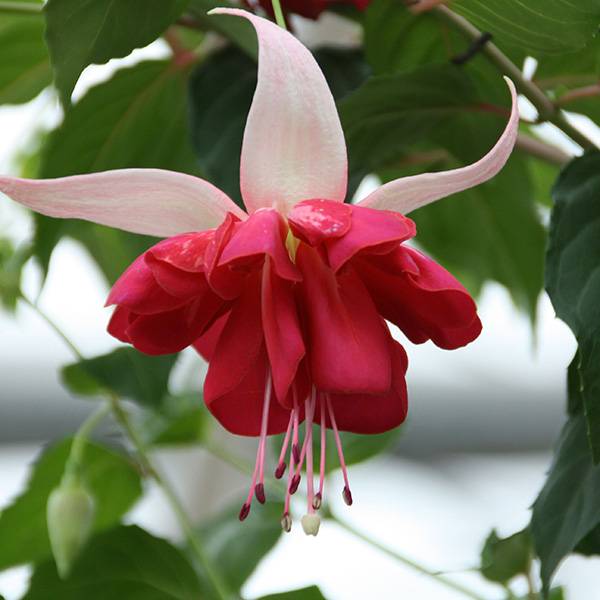 Bilde av Fuksia Seventh Heaven - 1 plante