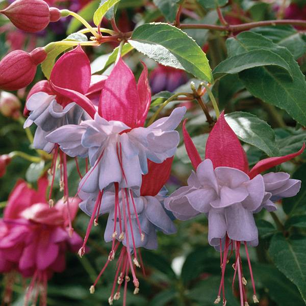 Bilde av Fuksia Heidi Anne - 1 plante