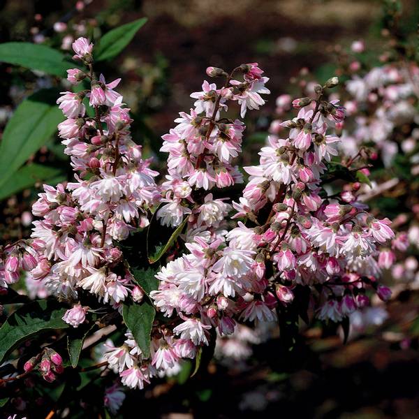Bilde av DEUTZIA scabra Rosea Plena. Stjernetopp - 1