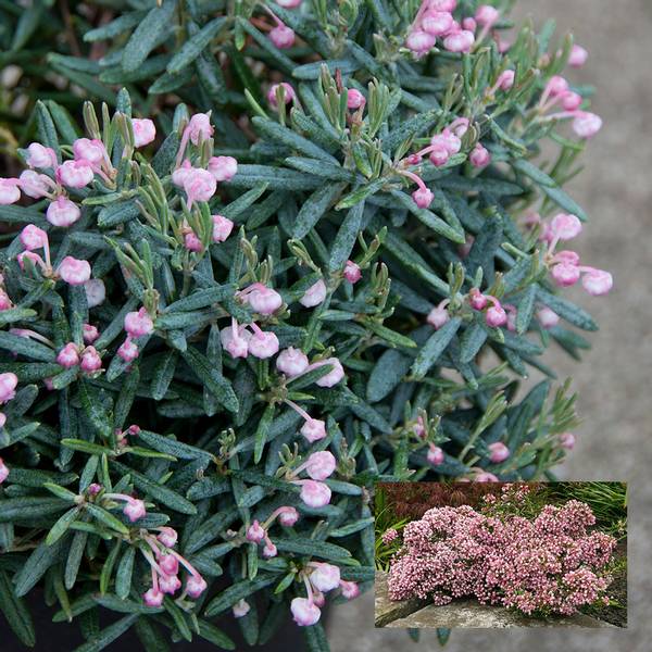 Bilde av ANDROMEDA polifolia Blue Ice.