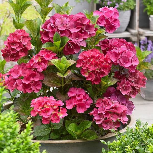 Bilde av HYDRANGEA macrophylla Hot Red. Storbladhortensia
