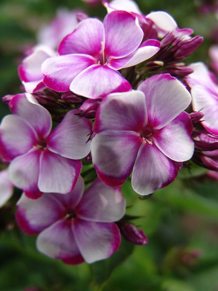 Hovedbilde Phlox paniculata Neon Flare Blue. Høstfloks  1 ...